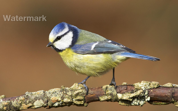 Watermarked image