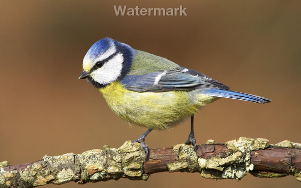 Watermarked image