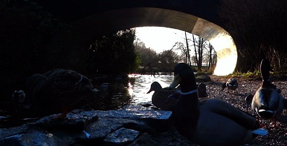 Ducks and Bridge Ducks and Bridge