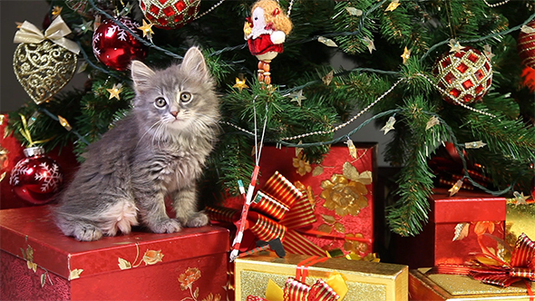 Cute Kitten Under Christmas Tree