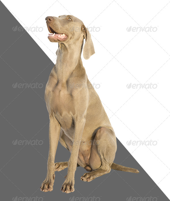 Weimaraner looking above Weimaraner looking above