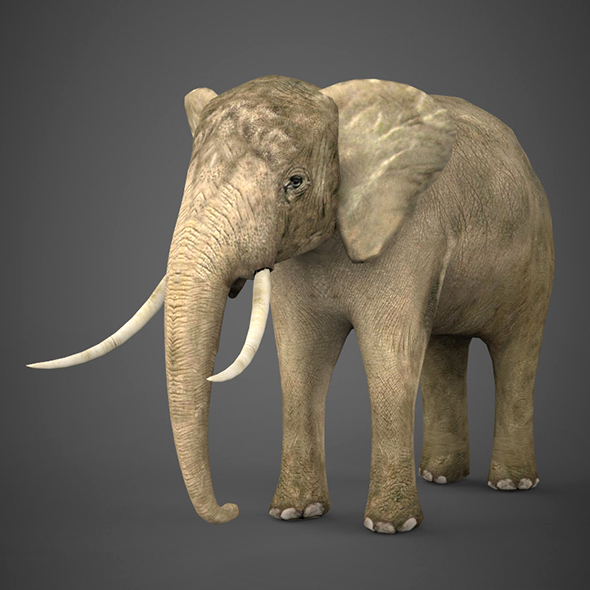3DOcean Low Poly Realistic Elephant 14035675 3DOcean Low Poly Realistic Elephant 14035675