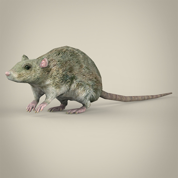 3DOcean Low Poly Rat 14037076 3DOcean Low Poly Rat 14037076