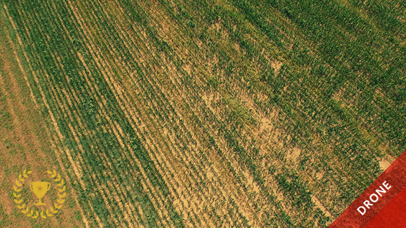 Wheat Field from Above Wheat Field from Above