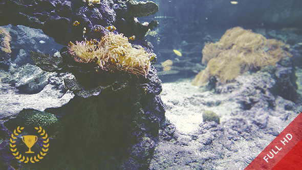 Underwater Scene Underwater Scene