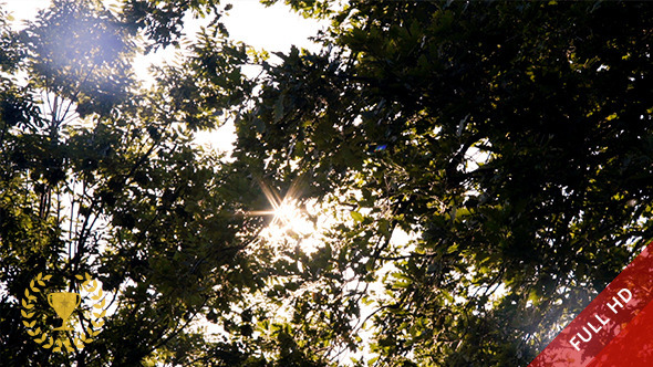 Sun and Trees Sun and Trees
