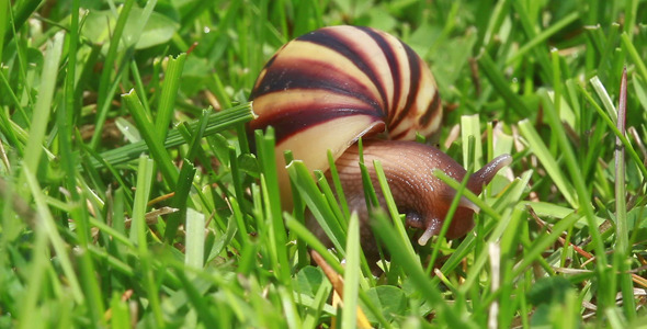 Snail Snail