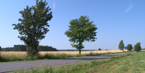 Road in the fields Road in the fields