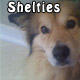 Shelties