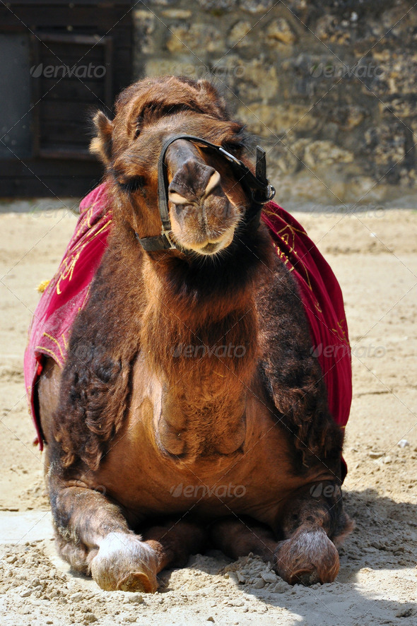 Camel lying in a show
