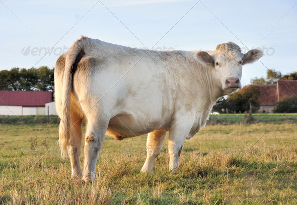 Cow to a peaceful farm
