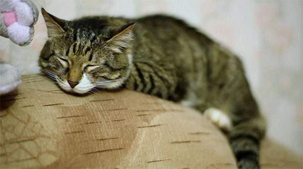 Sleeping Cat Sleeping Cat