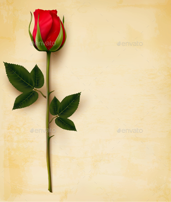 Happy Valentines Day Background Single Red Rose Vector