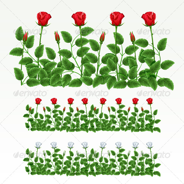 Border of roses Border of roses