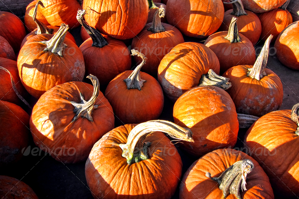 Fall Harvest Decorative Pumpkins on Farm Stand
