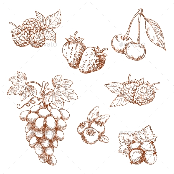 Fruits and Berries Sketch Set