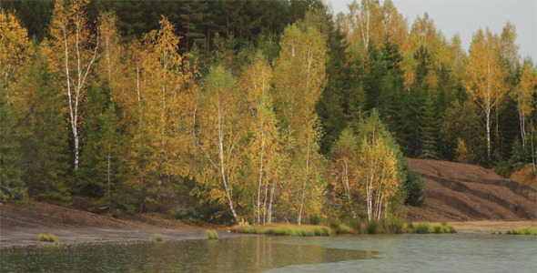 Autumn Forest Autumn Forest