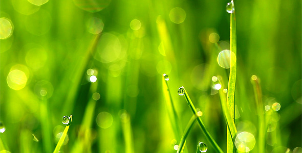 Green Grass Green Grass