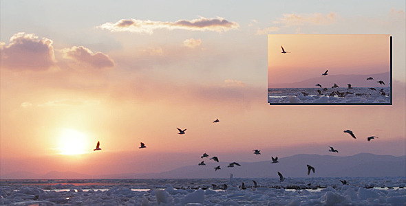 Frozen Sea Gulls 2 Sunset Frozen Sea Gulls 2 Sunset