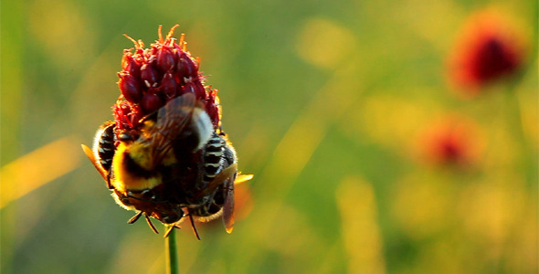 Bees Bees