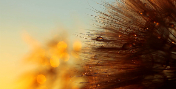 Dandelion Macro Dandelion Macro