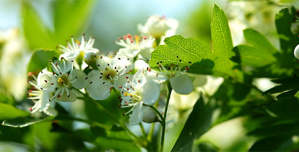 Apple Blossom Apple Blossom