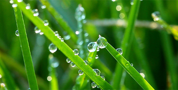 Frozen Spring Grass Frozen Spring Grass