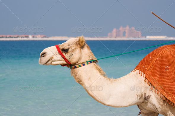 Camel on Jumeirah Beach Dubai