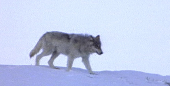 Wolf Walks on Snowy Ridge Wolf Walks on Snowy Ridge