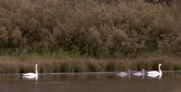 Swan Family Floats Across Pond Swan Family Floats Across Pond