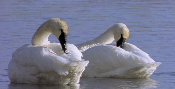 Swans Preening on Water 3 Swans Preening on Water 3