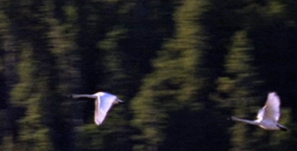 Pair of Swans Flying Pair of Swans Flying