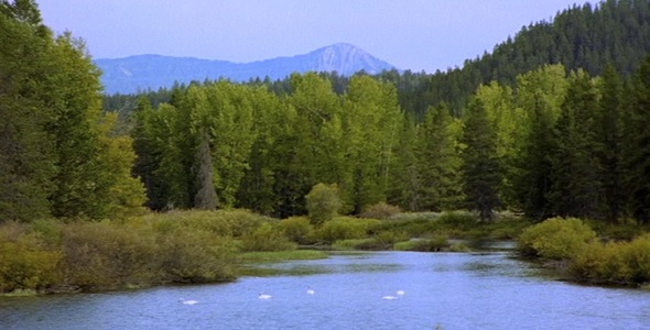 Swans on Pond With Mountain Backdrop Swans on Pond With Mountain Backdrop