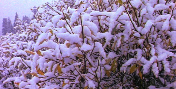 Shrubs Covered in Snow Shrubs Covered in Snow