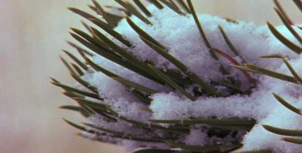 Snow on a Pine Branch Snow on a Pine Branch
