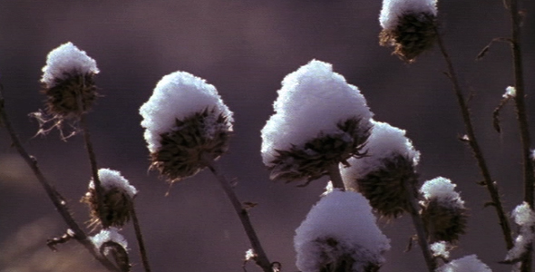 Snow Covered Dormant Flowers Snow Covered Dormant Flowers