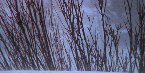 Winter Wind Blowing Across Dead Shrubs Winter Wind Blowing Across Dead Shrubs