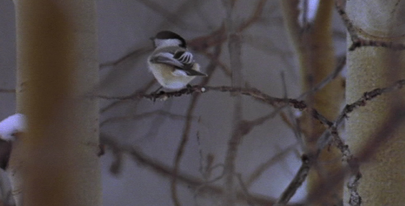 Chickadee in a Tree in Winter Chickadee in a Tree in Winter