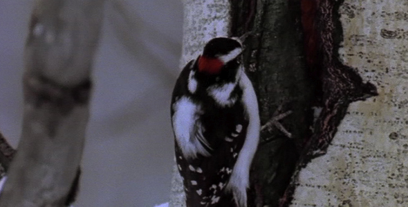 Downy Woodpecker in Tree 3 Downy Woodpecker in Tree 3
