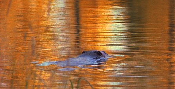 Morning Reflection in River Morning Reflection in River