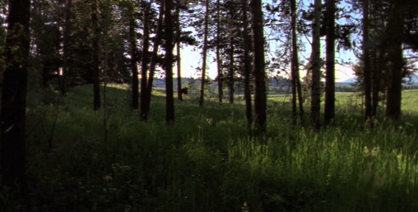 Bull Moose Walking Away 2 Bull Moose Walking Away 2