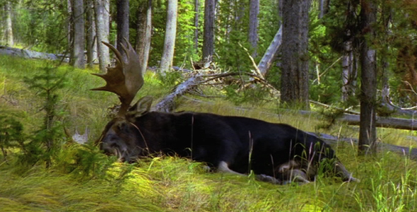 Bull Moose Dozing Off Bull Moose Dozing Off