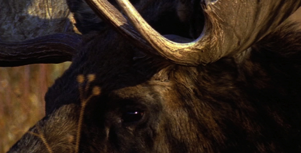 Close up of Bull Moose 4 Close up of Bull Moose 4