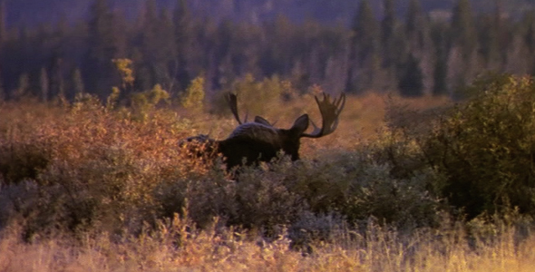 Bull Moose Walking Away Bull Moose Walking Away