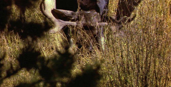 Bull Moose Lying Down Bull Moose Lying Down