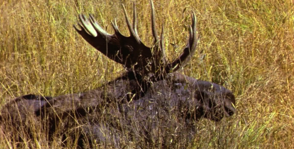 Bull Moose Standing Up Bull Moose Standing Up