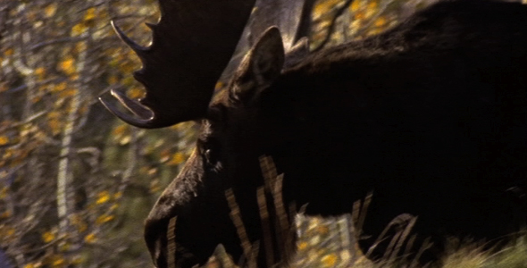 Bull Moose Walking Through Bushes Bull Moose Walking Through Bushes