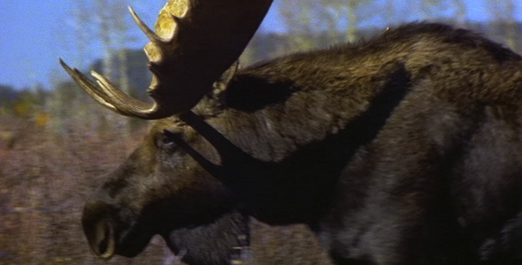 Close up Profile of Walking Bull Moose Close up Profile of Walking Bull Moose