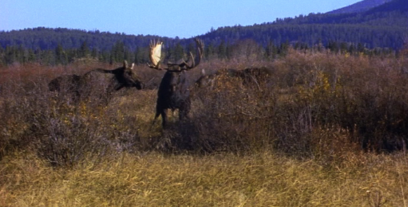 Bull Moose Attracting Two Cows Bull Moose Attracting Two Cows