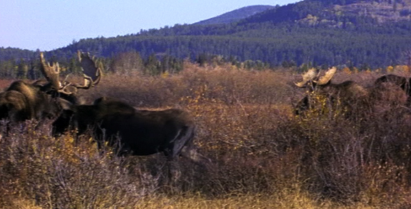 Herd of Moose 2 Herd of Moose 2